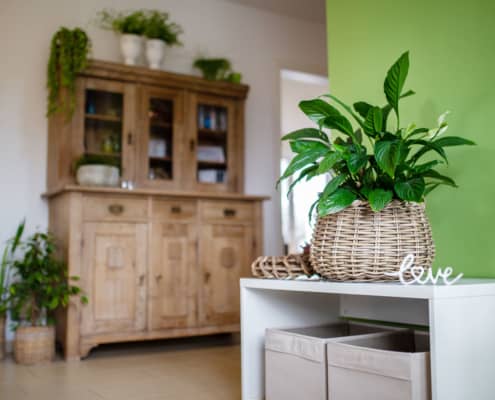 Ein Wohnzimmer mit zahlreichen Zimmerpflanzen
